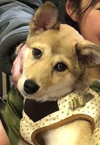 【運命の赤い糸見～つけた💓雑種犬のやわら💕、Mダックスのライム💕、トイプードルのプァ💕】2020,1,13